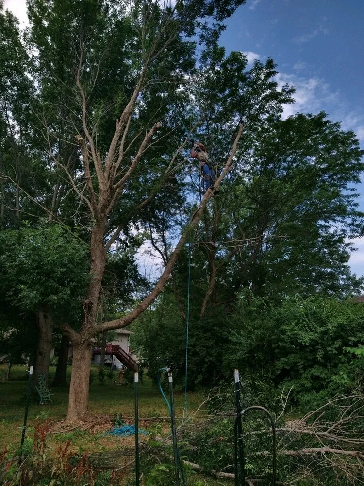 Trusted outdoor landscaping in Holts Summit, MO by Samuels Tree Care & Lawn Services