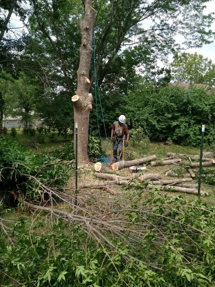 Expert lawn care service experts serving Holts Summit, MO - Samuels Tree Care & Lawn Services