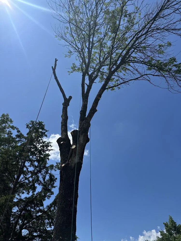 Affordable yard cleanup service experts serving Holts Summit, MO - Samuels Tree Care & Lawn Services