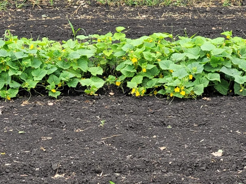 Local landscape installation for residential properties across Grand Forks, ND - Samuelson Gardens Lawn and Snow Care