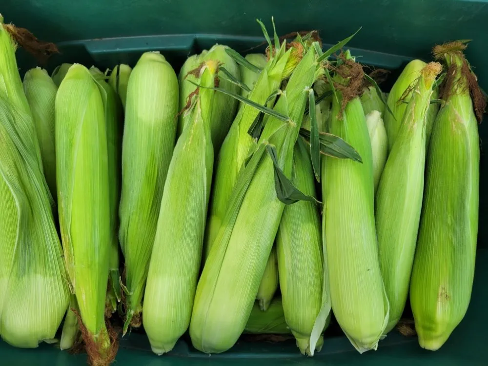 Local residential landscaping experts serving Grand Forks, ND - Samuelson Gardens Lawn and Snow Care