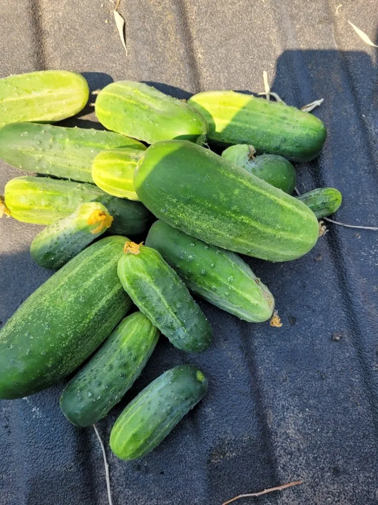 Local yard maintenance with custom design in Grand Forks, ND by Samuelson Gardens Lawn and Snow Care