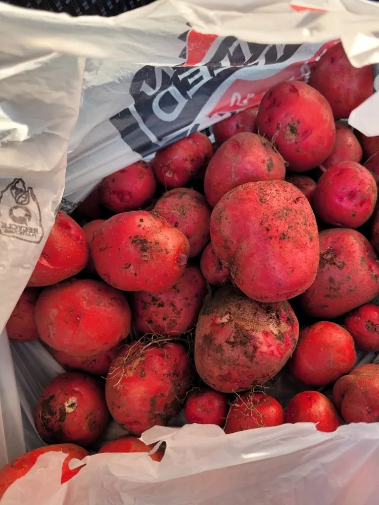 Custom landscape design in Grand Forks, ND - Samuelson Gardens Lawn and Snow Care