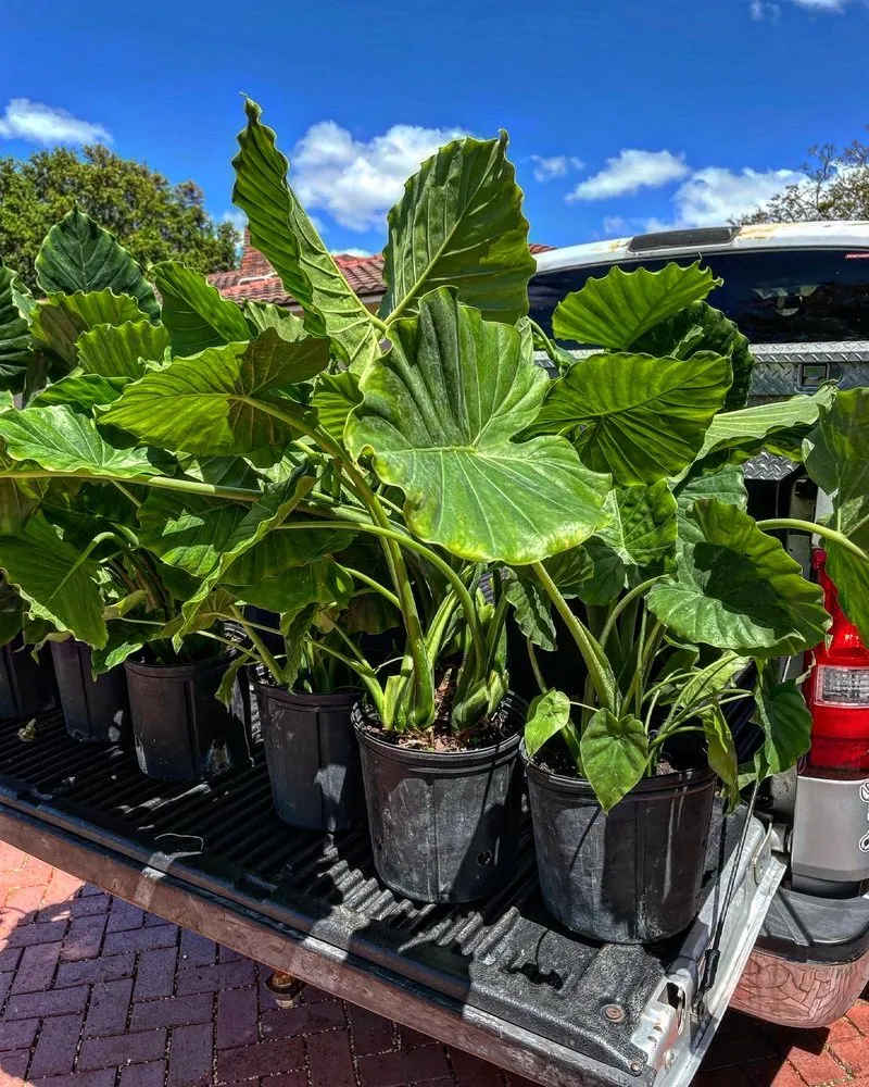 Trusted lawn mowing service near you across Pompano Beach, FL - Samy Ramos Landscaping