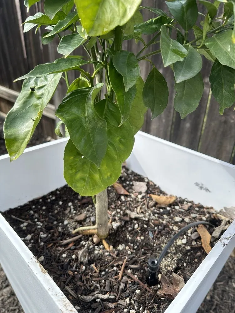 Reliable residential landscaping for year-round maintenance across Torrance, CA - San Agustin Landscape