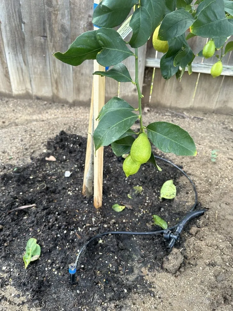 Top-rated residential landscaping in Torrance, CA by San Agustin Landscape