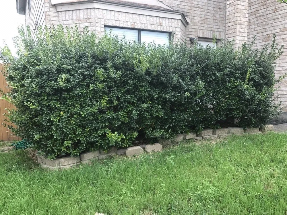 Trusted yard maintenance for outdoor upgrades across San Antonio, TX - San Antonio Lawn Mowing