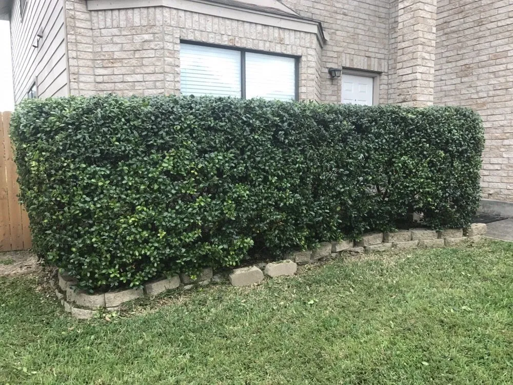 Top-rated yard cleanup service near you across San Antonio, TX - San Antonio Lawn Mowing