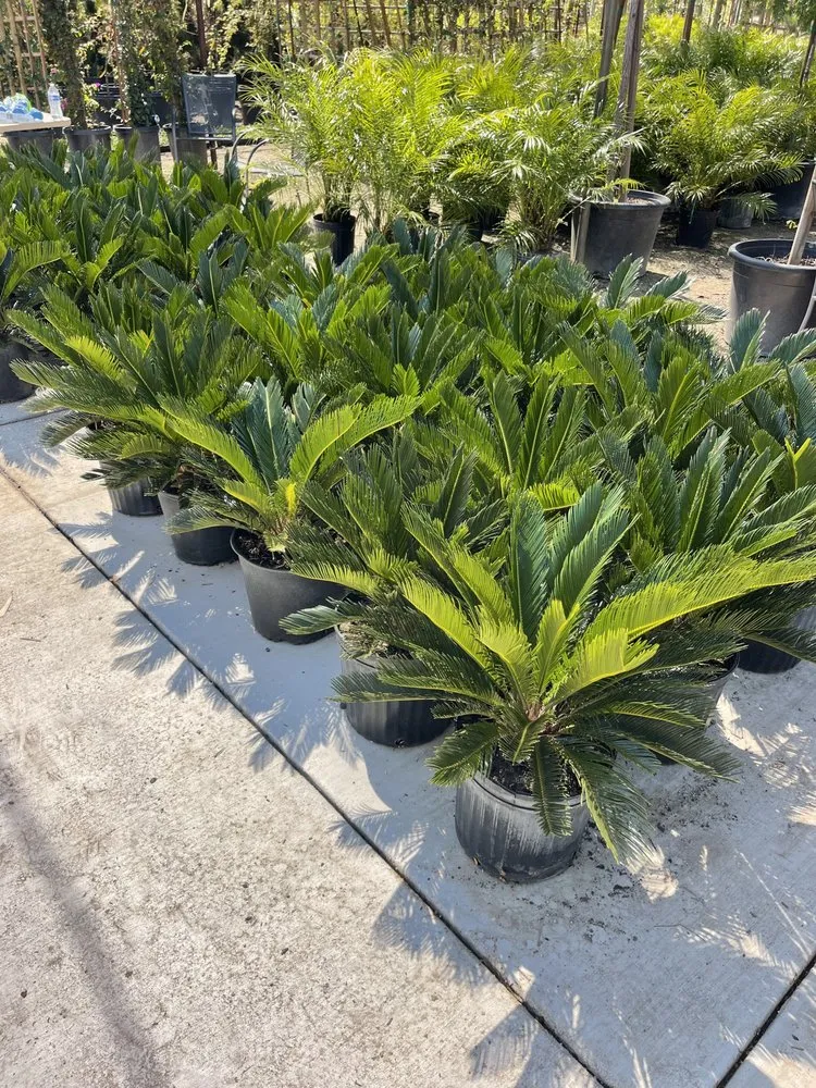 Top-rated yard cleanup service for outdoor upgrades across Bakersfield, CA - San Antonio Nursery