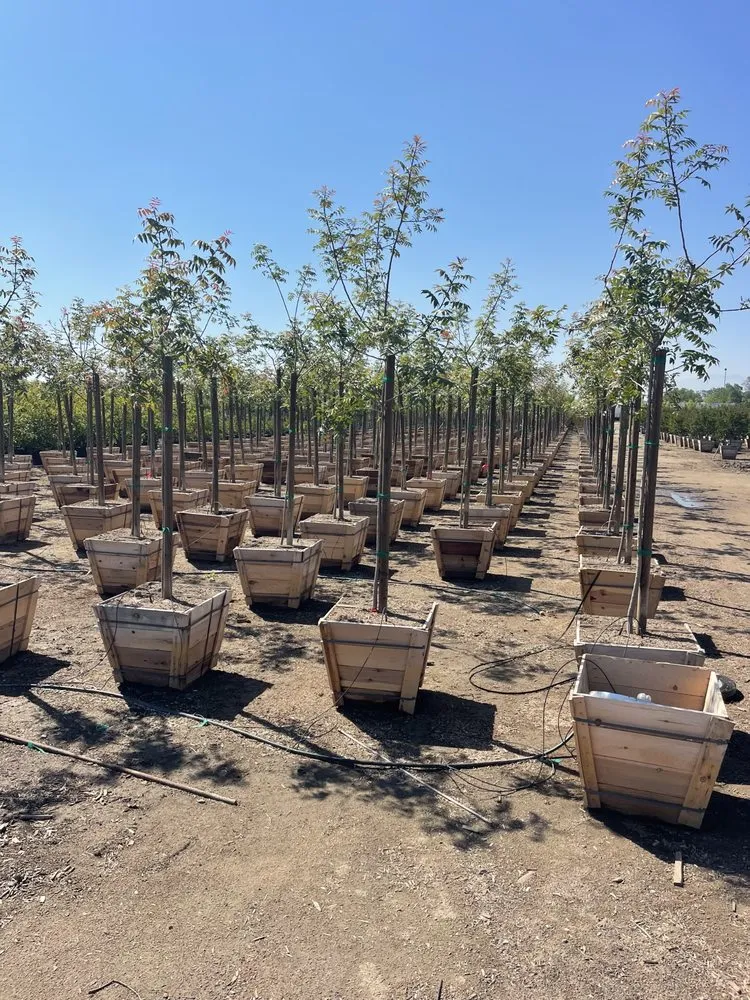 Affordable landscape design for residential properties across Bakersfield, CA - San Antonio Nursery