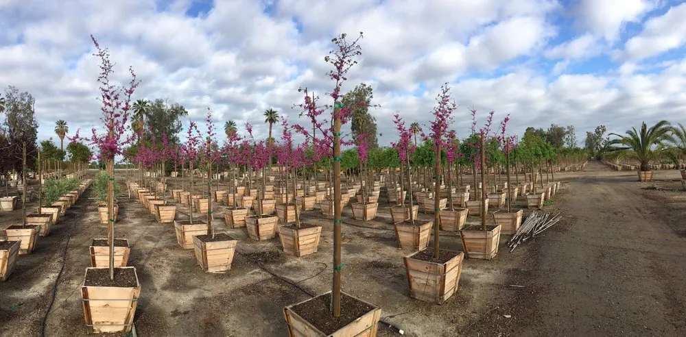 Top-rated landscape design in Bakersfield, CA by San Antonio Nursery