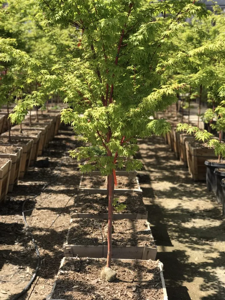 Reliable yard maintenance in Bakersfield, CA - San Antonio Nursery