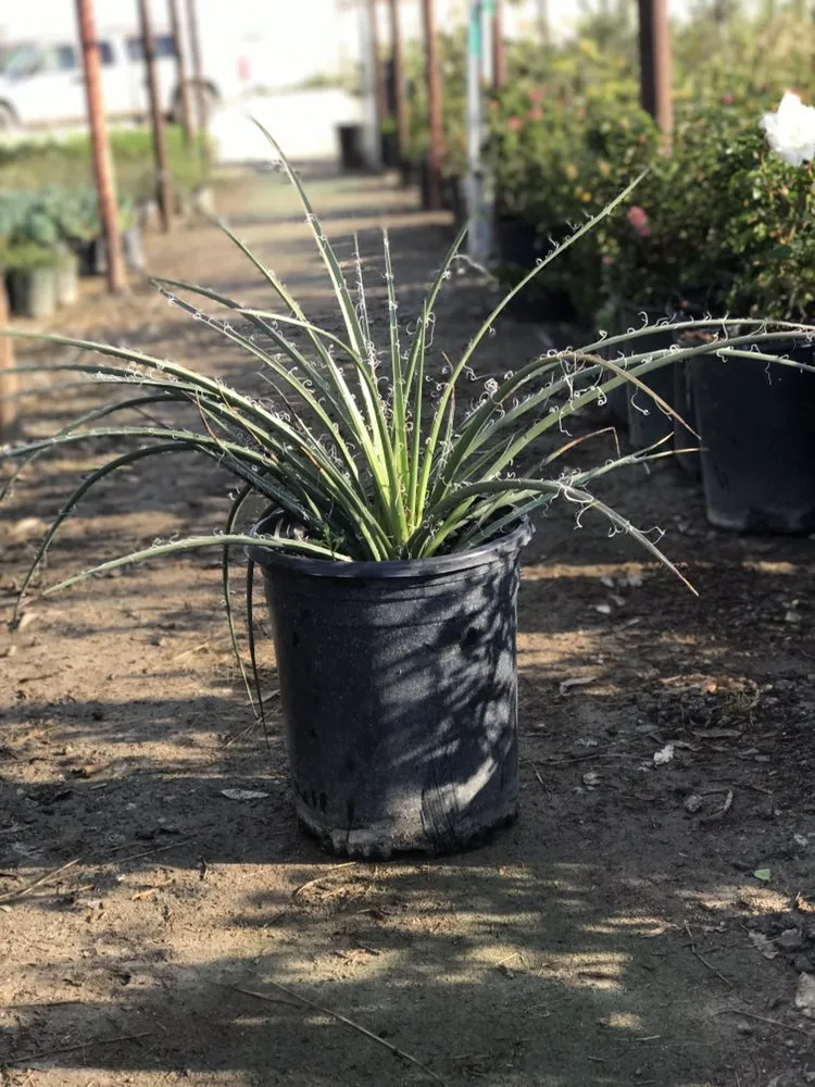 Top-rated outdoor landscaping in Bakersfield, CA - San Antonio Nursery