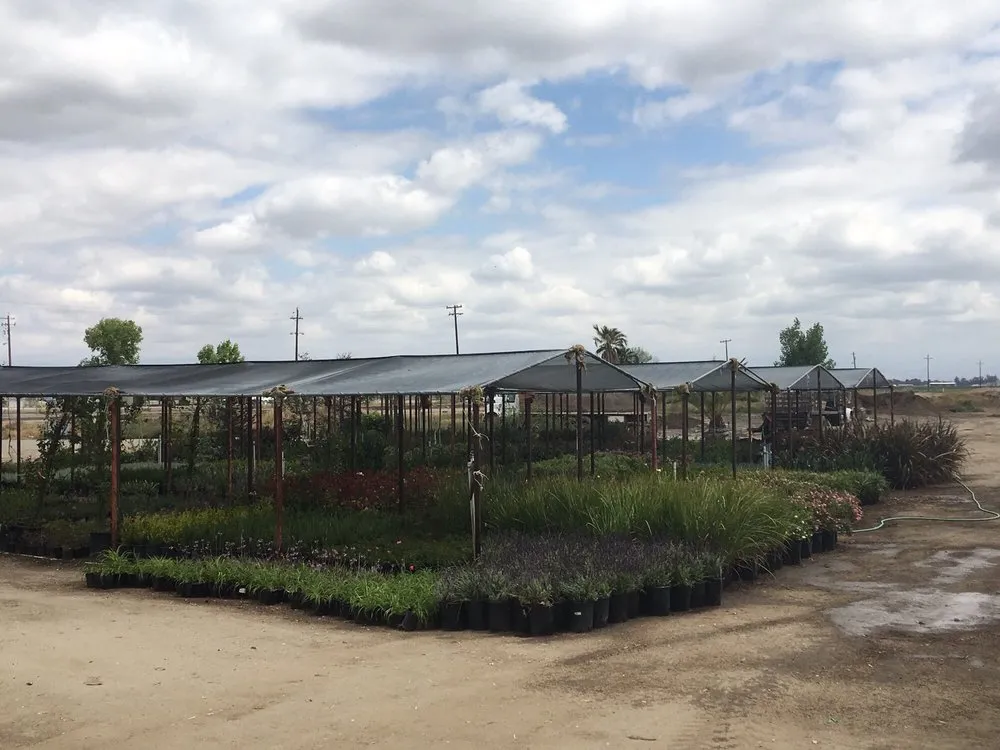 Custom yard maintenance in Bakersfield, CA by San Antonio Nursery
