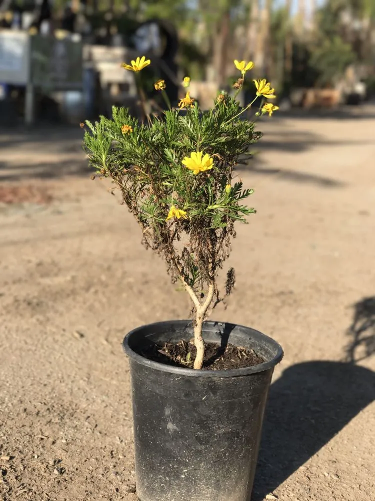 Professional garden landscaping in Bakersfield, CA - San Antonio Nursery