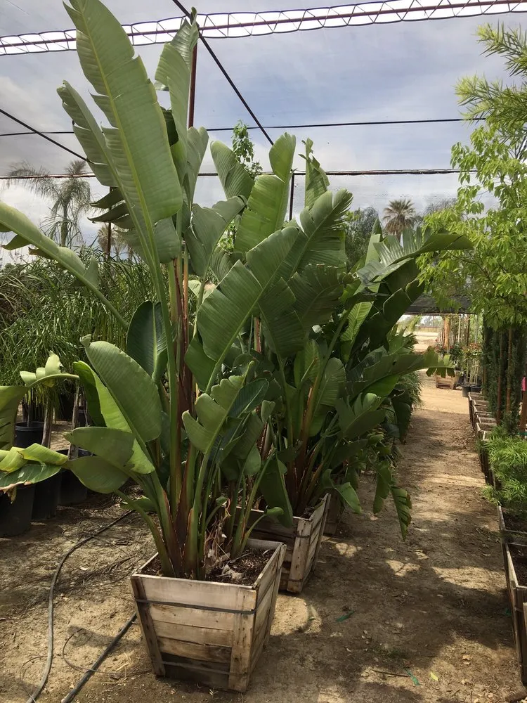 Reliable lawn mowing service experts serving Bakersfield, CA - San Antonio Nursery