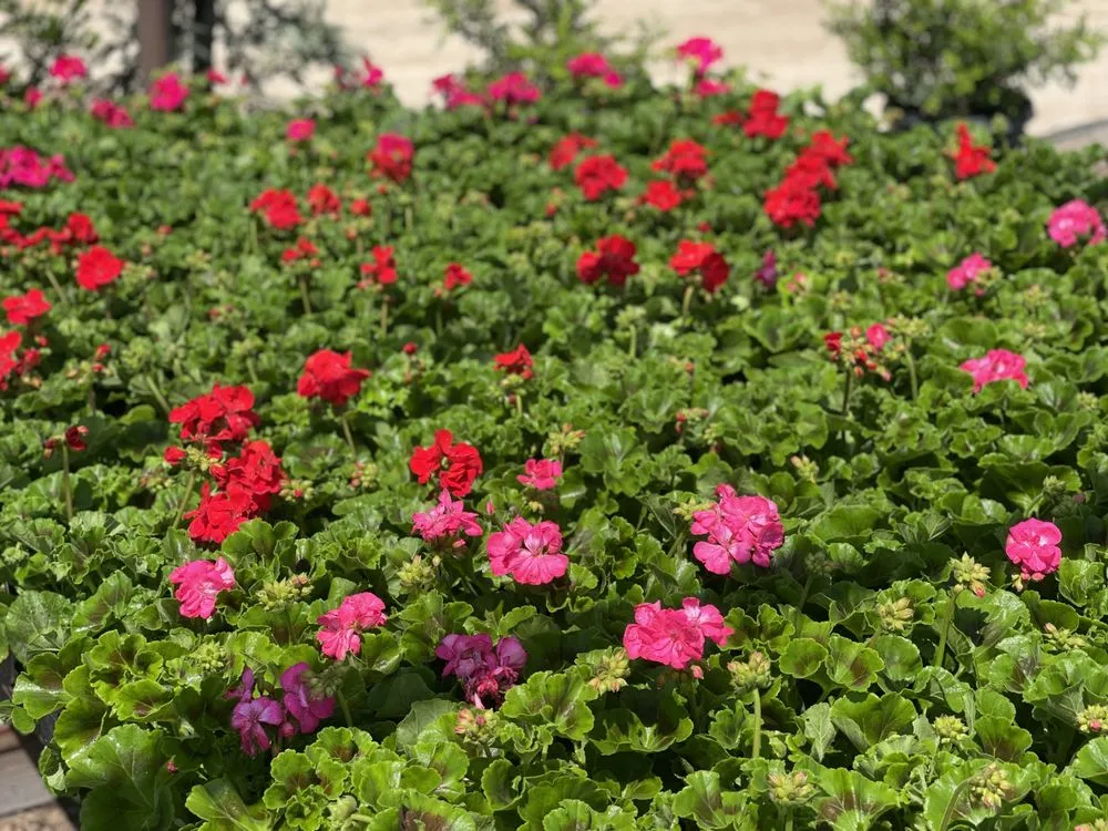 Affordable lawn mowing service experts serving Bakersfield, CA - San Antonio Nursery