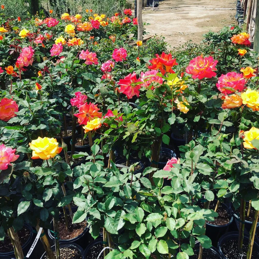 Trusted lawn care service for residential properties in Bakersfield, CA by San Antonio Nursery