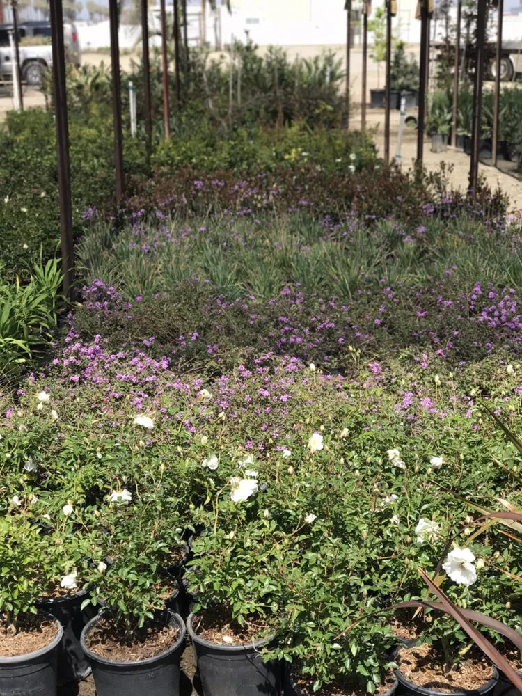 Local landscape design in Bakersfield, CA - San Antonio Nursery