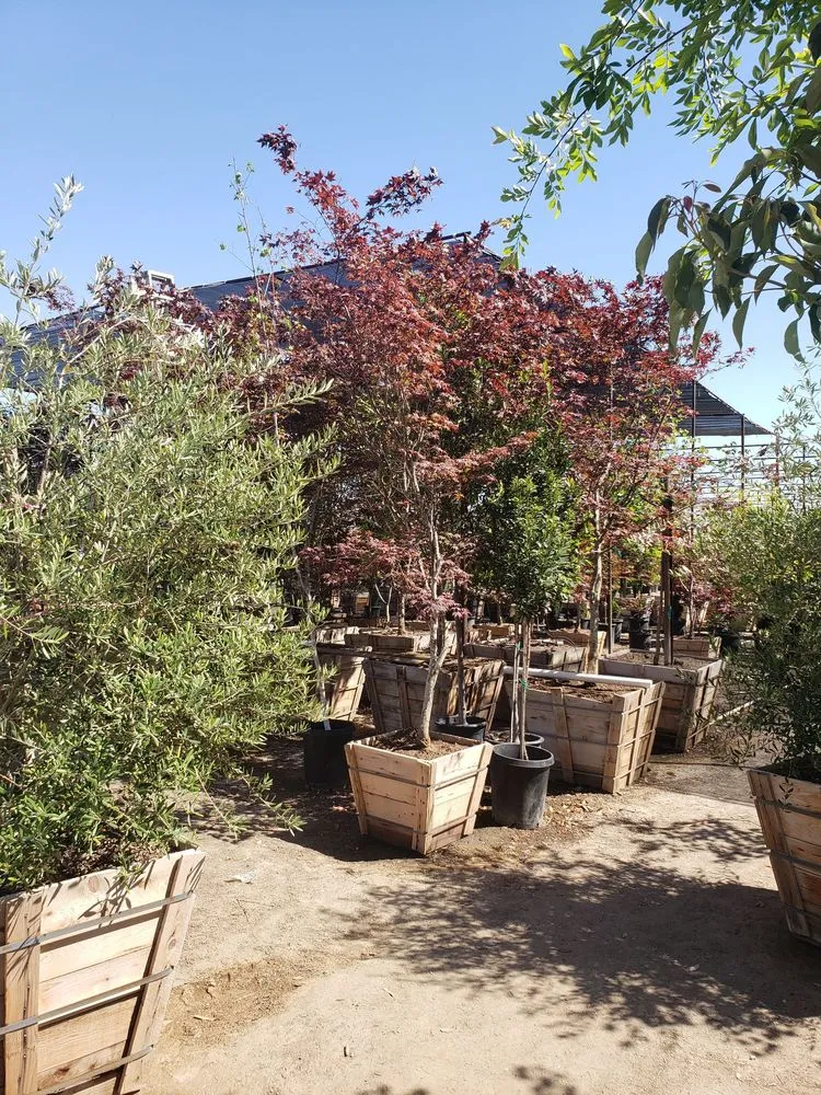 Custom residential landscaping in Bakersfield, CA - San Antonio Nursery