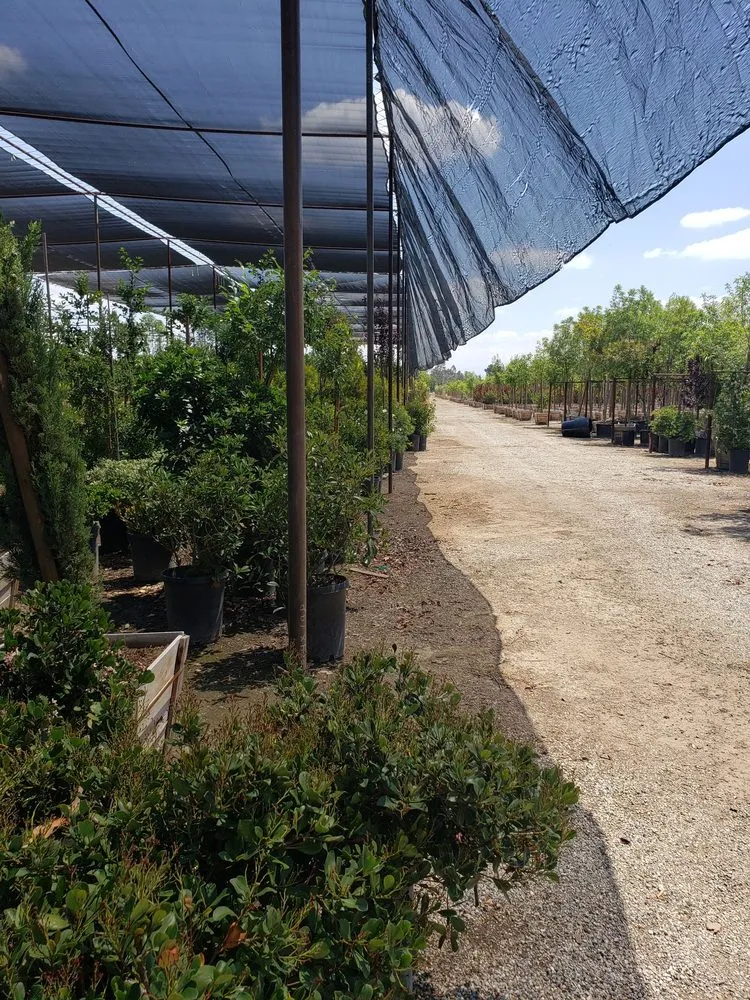 Affordable landscape installation experts serving Bakersfield, CA - San Antonio Nursery