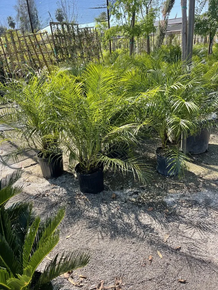 Affordable yard cleanup service in Bakersfield, CA - San Antonio Nursery