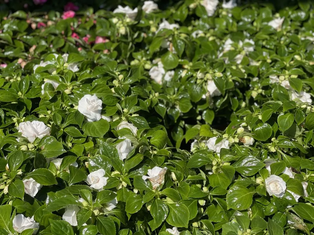 Local lawn mowing service in Bakersfield, CA - San Antonio Nursery