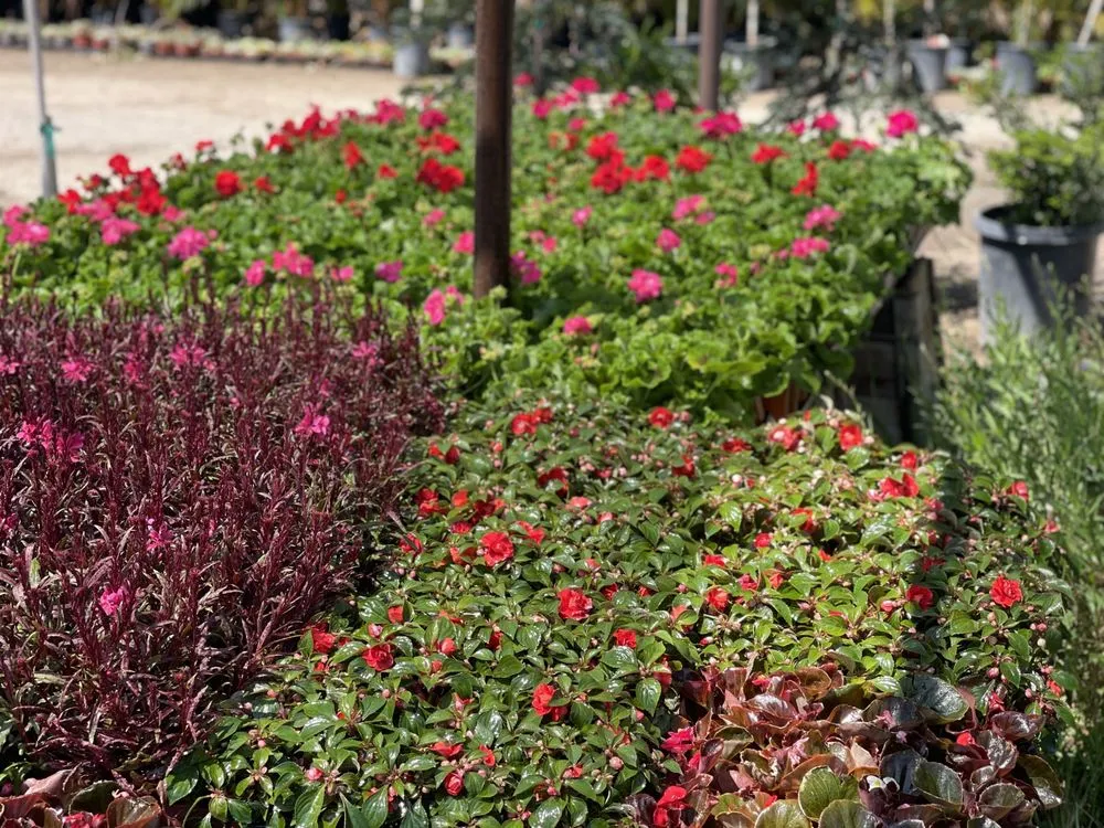 Custom landscape design experts serving Bakersfield, CA - San Antonio Nursery