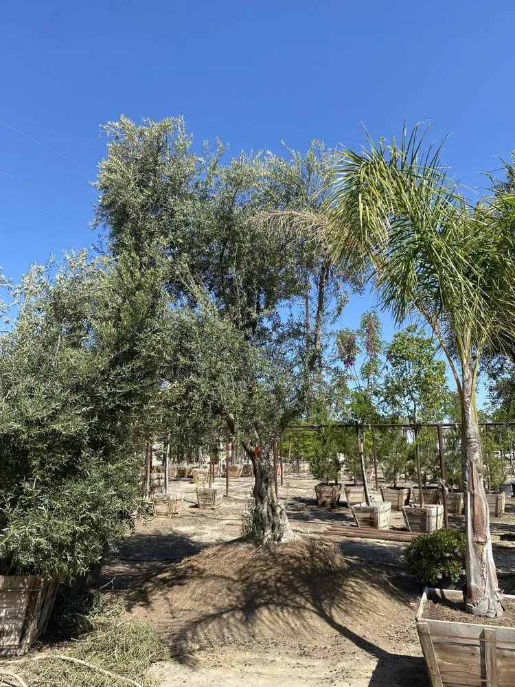 Local yard maintenance near you in Bakersfield, CA by San Antonio Nursery