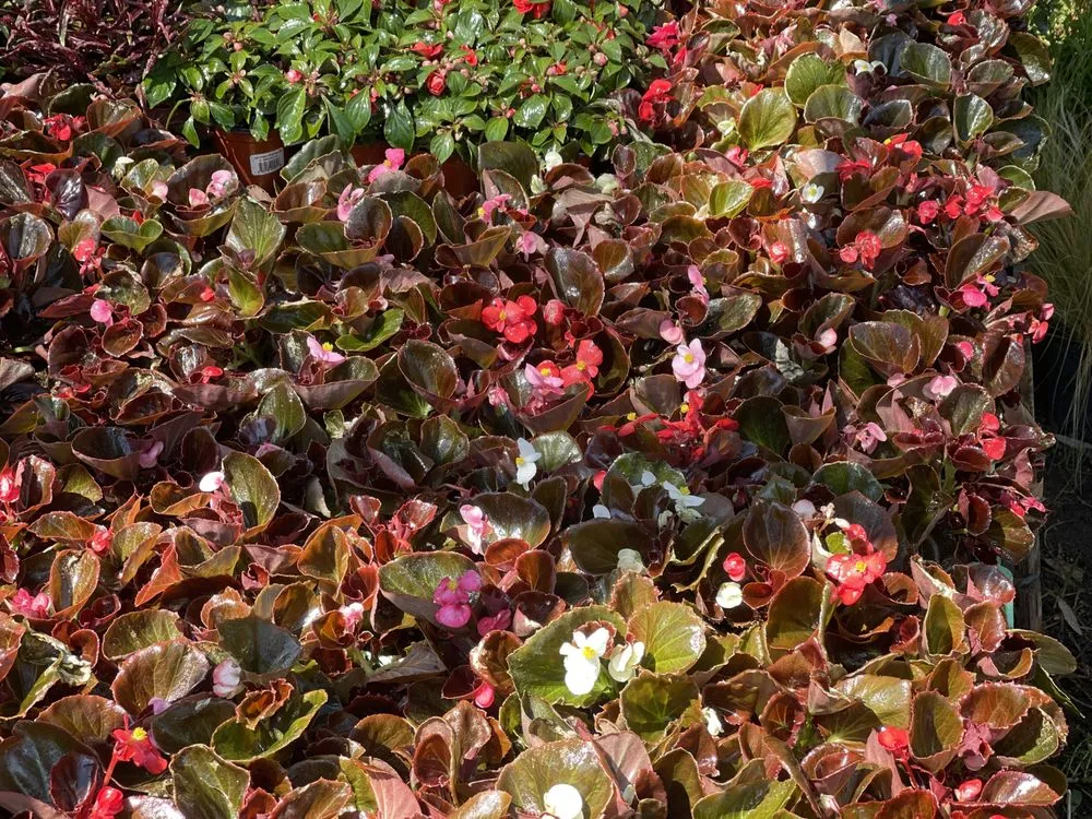 Affordable lawn care service near you across Bakersfield, CA - San Antonio Nursery