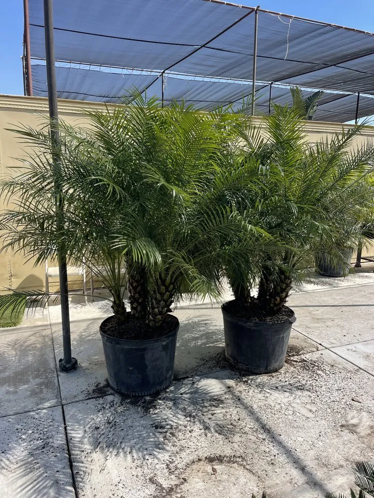 Expert outdoor landscaping experts serving Bakersfield, CA - San Antonio Nursery