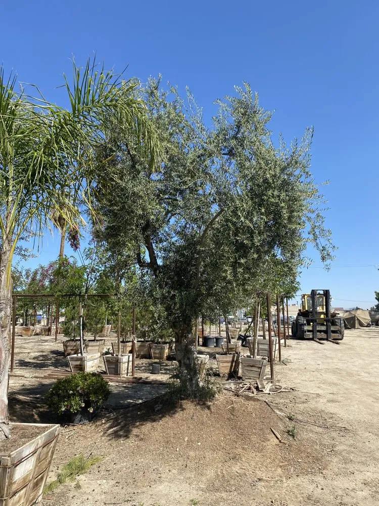 Trusted lawn mowing service in Bakersfield, CA by San Antonio Nursery