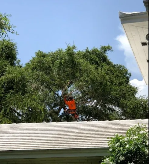 Affordable landscape design for homes across San Bernardino, CA - San Bernardino Tree Services