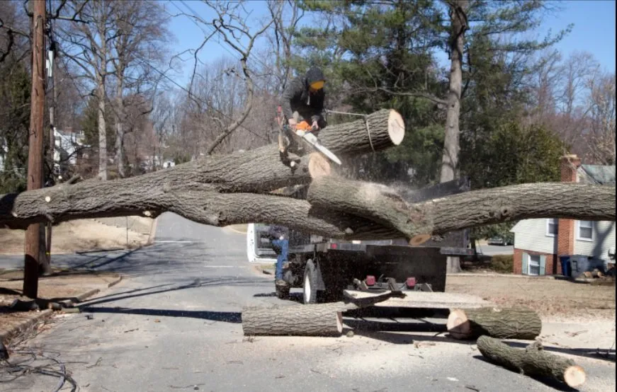 Local residential landscaping for outdoor upgrades in San Bernardino, CA by San Bernardino Tree Services