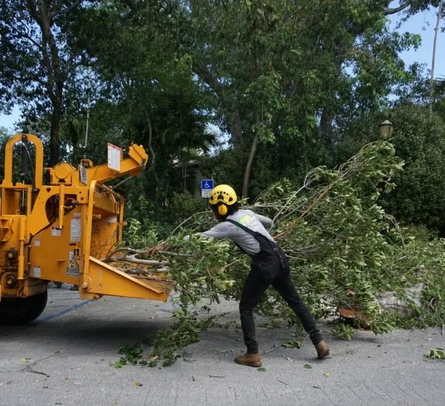 Professional outdoor landscaping for outdoor upgrades across San Bernardino, CA - San Bernardino Tree Services