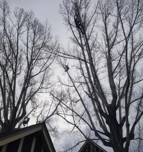 Local garden landscaping experts serving San Bernardino, CA - San Bernardino Tree Services