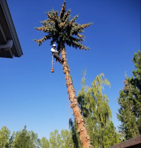 Reliable landscape design in San Bernardino, CA by San Bernardino Tree Services