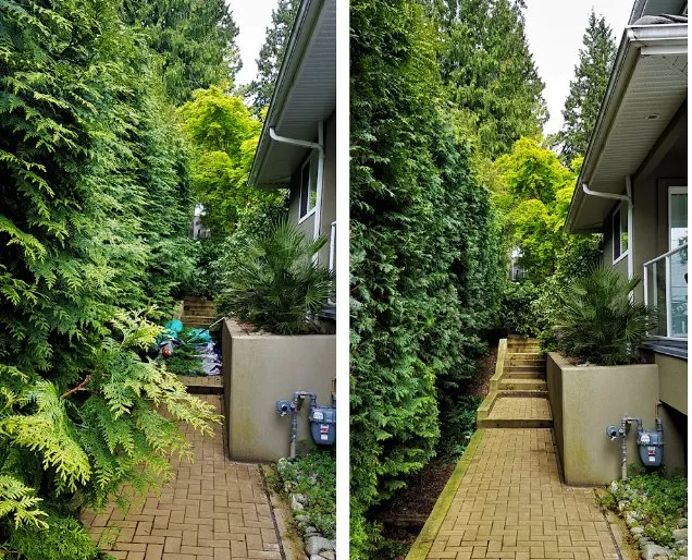 Professional yard maintenance in San Bernardino, CA by San Bernardino Tree Services