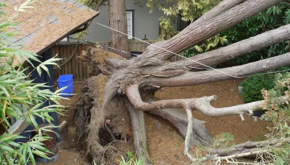 Trusted landscaping services for outdoor upgrades in San Bernardino, CA by San Bernardino Tree Services