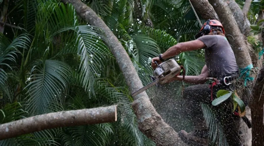 Reliable yard maintenance with custom design in San Bernardino, CA by San Bernardino Tree Services