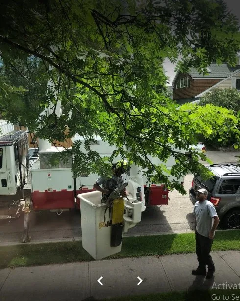 Reliable residential landscaping experts serving San Bernardino, CA - San Bernardino Tree Services