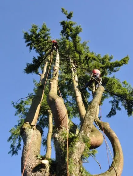 Trusted outdoor landscaping for residential properties across San Bernardino, CA - San Bernardino Tree Services