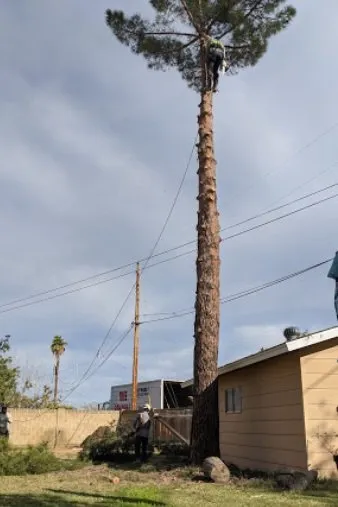 Affordable yard maintenance in San Bernardino, CA by San Bernardino Tree Services