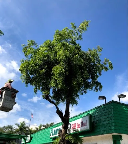 Trusted yard maintenance for beautiful yards in San Bernardino, CA by San Bernardino Tree Services