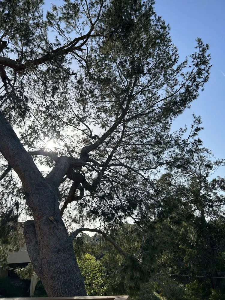 Custom yard maintenance for beautiful yards in San Diego, CA by San Diego Arbor Aid