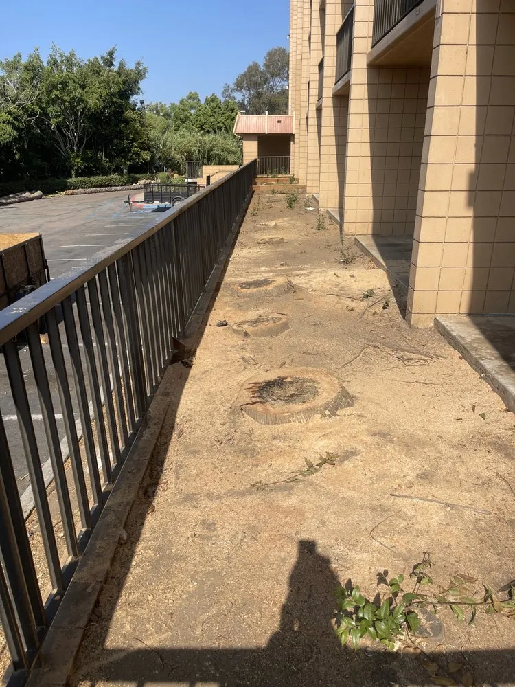 Affordable landscaping services in San Diego, CA by San Diego Arbor Aid