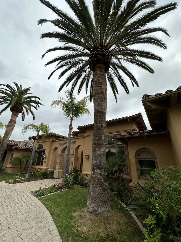 Reliable yard maintenance near you in San Diego, CA by San Diego Arbor Aid