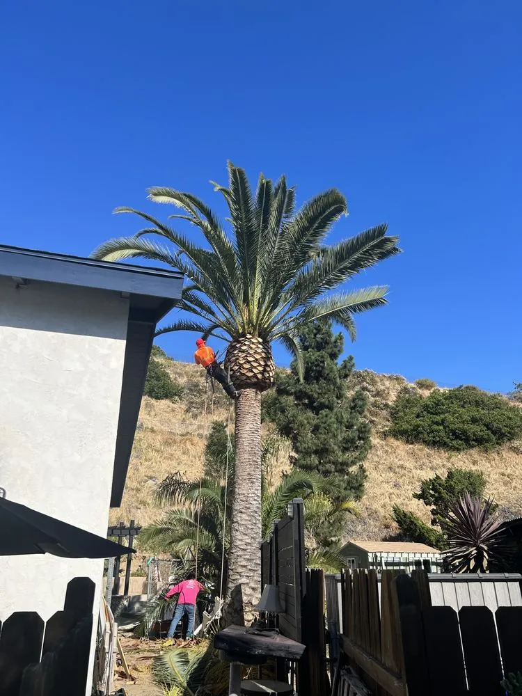 Local landscape design experts serving San Diego, CA - San Diego Arbor Aid