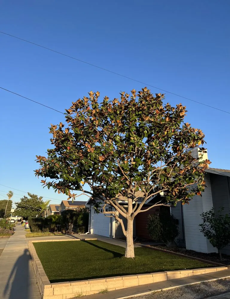 Reliable garden landscaping in San Diego, CA - San Diego Arbor Aid