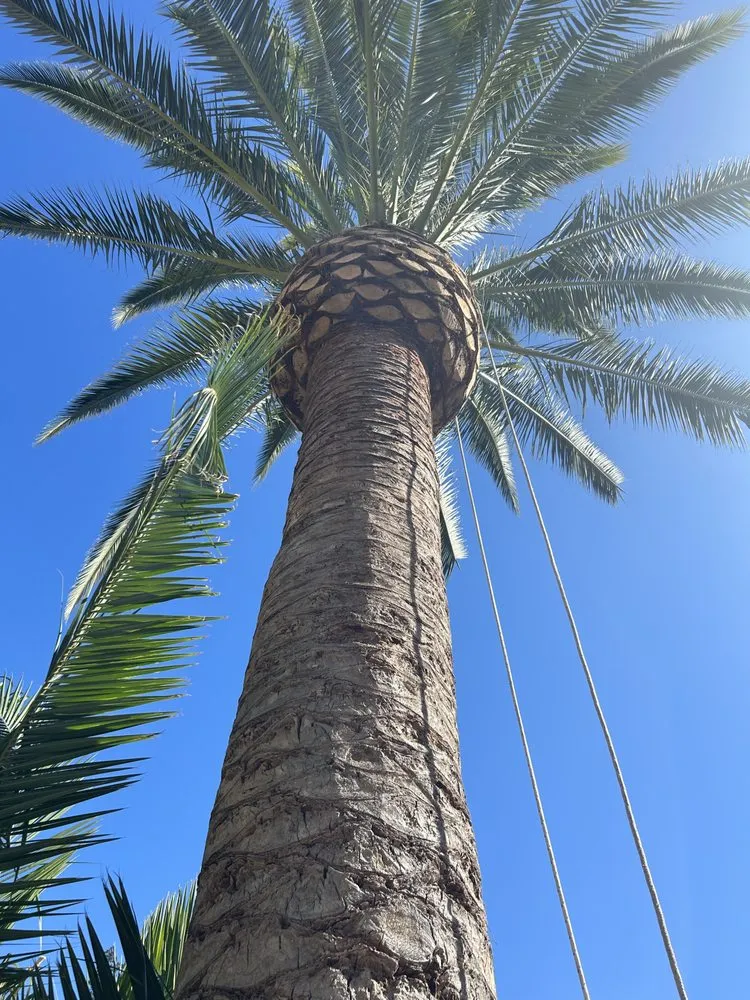 Affordable outdoor landscaping in San Diego, CA by San Diego Arbor Aid